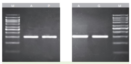 [VIV-GF-GC-100] kit purif.dna en gel y pcr 100pbas. vivantis