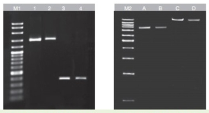 [VIV-GF-GP-100] kit purificacion dna en geles 100pbas. vivantis