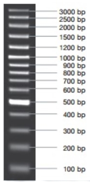 [VIV-NL1407] marcador molecular para pcr 100bp plus 50ug (preparado). vivantis