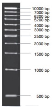[VIV-NL1409] marcador molecular pcr 1kb 50ug. vivantis