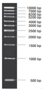 [VIV-NL1410] marcador molecular pcr 1kb 5x50ug. vivantis