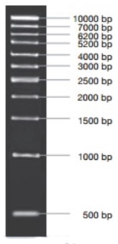 marcador molecular pcr 1kb, 50ug. vivantis