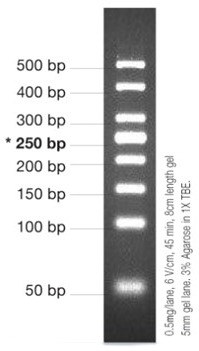 [VIV-NL1421] marcador molecular pcr 50bp 50ug. vivantis