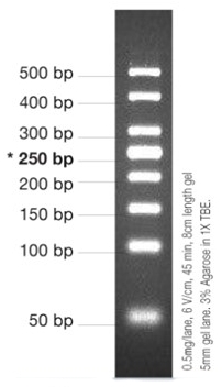 [VIV-NL1423] marcador molecular pcr 50bp, 50ug. vivantis