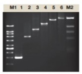 [VIV-PL1202] taq dna polimerasa,(thermus aquaticus), 5u/ul, 500u. vivantis