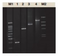 [VIV-PL3202] taq polimerasa (hot start) platinum 500u. vivantis