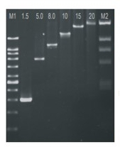 [VIV-PL8882] pcr kit (chromo taq dna, dntps marcador 100 bp). vivantis