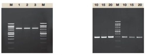 [VIV-PLMM01] mezcla para amplificacion 2x, 100pbas. vivantis