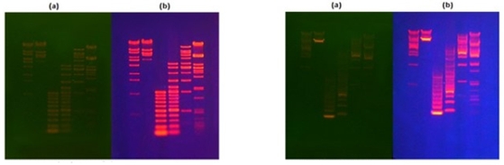 colorante rojo (visafe) para gel 10000x, 500ul. vivantis