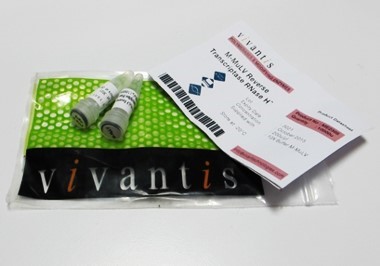 [VIV-ME2305] m-mulv transcriptasa inversa 10000u. vivantis