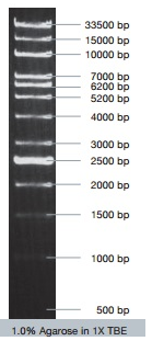 [VIV-NL1413] marcador de dna vc. vivantis