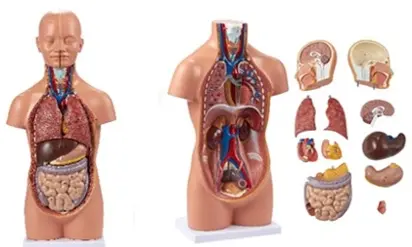 Torso humano 50 cm, 12 partes desmontables – Luzeren