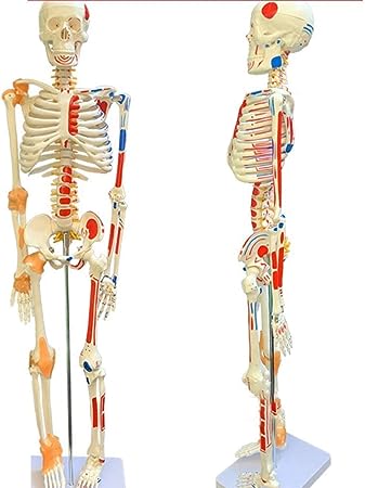 [LUZ-2570] esqueleto humano 85cm Luzeren