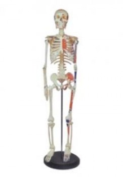 [LUZ-2569] esqueleto humano 168cm Luzeren