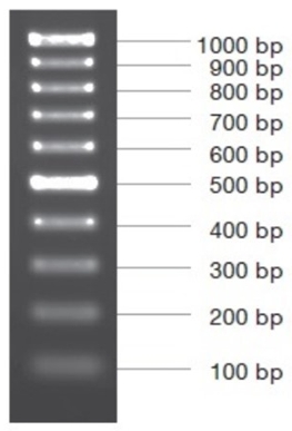 [VIV-NL1405] marcador molecular pcr 100bp plus 50ug. vivantis