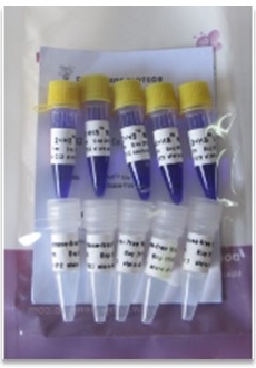 [Dng-P2082] taq mix. kit c/dntps mg, azul bromofenol. dongsheng